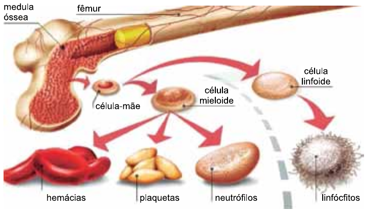 Ilustração da formação das células sanguíneas: corte de um fêmur mostrando a medula óssea, da qual surge uma célula-mãe. Setas mostram que a célula-mãe origina uma célula mieloide e uma célula linfoide. A célula mieloide origina hemácias, plaquetas e neutrófilos; a célula linfoide origina linfócitos.