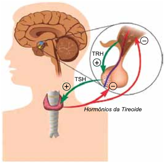 Esquema de uma cabeça humana com o encéfalo e, em destaque ampliado, hipotálamo e hipófise. Setas verdes com sinal (+) indicam que o hipotálamo libera TRH, que estimula a hipófise, e que a hipófise libera TSH, que estimula a tireoide. Setas vermelhas com sinal (−) indicam que os hormônios da tireoide inibem a hipófise e o hipotálamo.