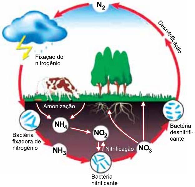 Esquema do ciclo do nitrogênio: N₂ atmosférico no topo; fixação do nitrogênio (por raios e por bactéria fixadora de nitrogênio), formando NH₃; amonização (a partir de animais e plantas), formando NH₄; nitrificação por bactéria nitrificante, de NH₄ a NO₂ e de NO₂ a NO₃; NO₃ absorvido pelas raízes das plantas; desnitrificação por bactéria desnitrificante, devolvendo N₂ à atmosfera.