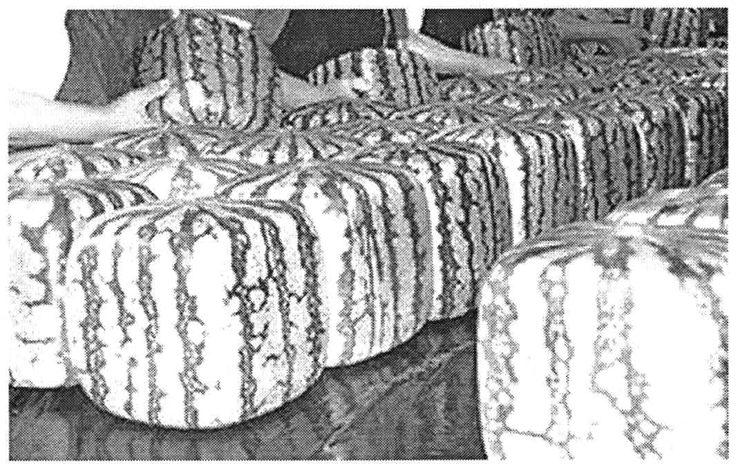 Fotografia de várias melancias em formato de cubo.