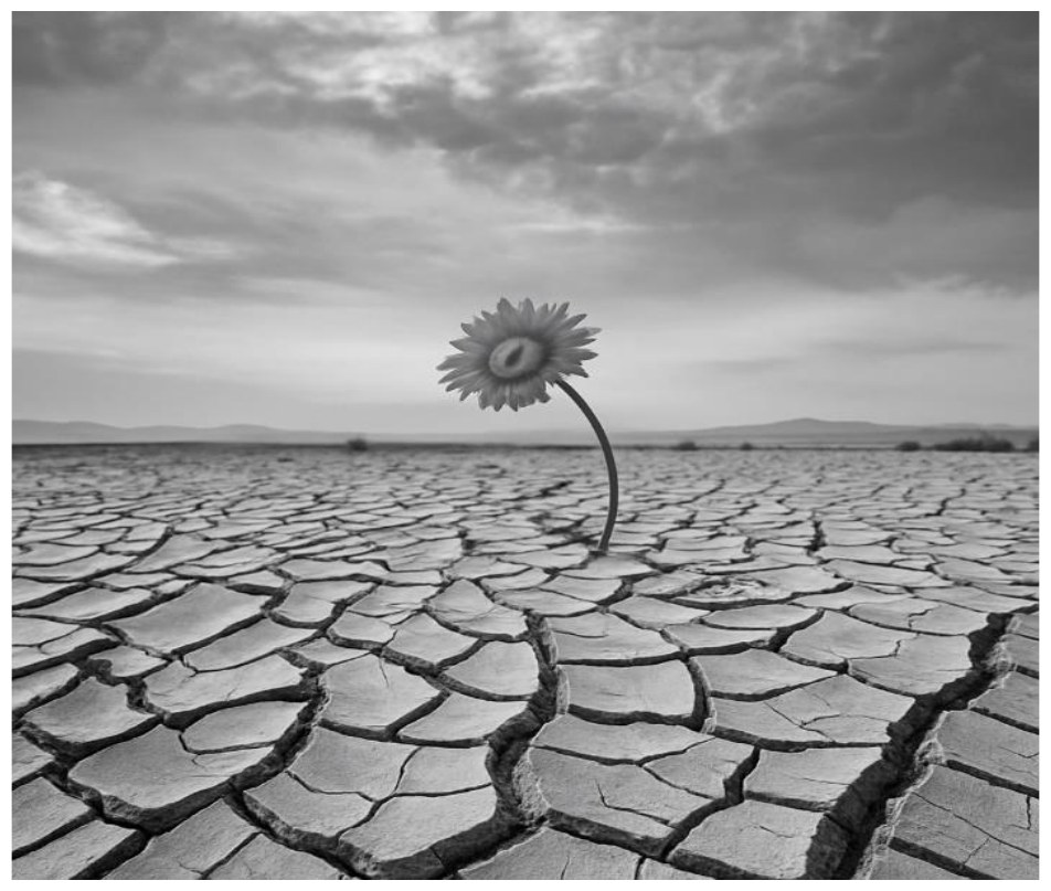 Fotografia em preto e branco: um girassol cresce sozinho no meio de um solo seco e rachado, sob um céu nublado.
