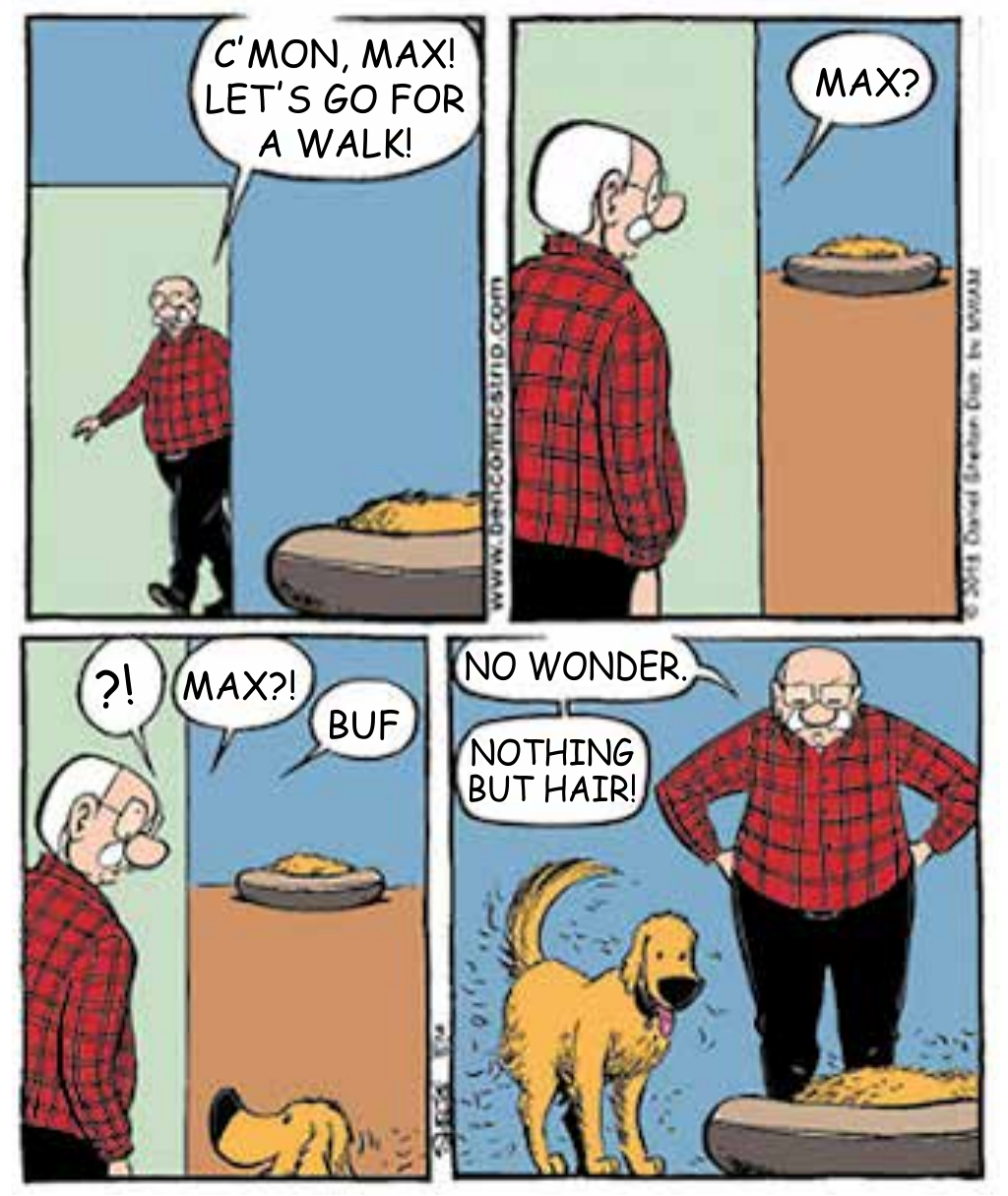 Tirinha em quatro quadrinhos. 1: um senhor diz “C’MON, MAX! LET’S GO FOR A WALK!”, ao lado de uma cama de cachorro com um monte de pelos. 2: ele olha a cama e pergunta “MAX?”. 3: ele exclama “?!” e “MAX?!”, aparece a onomatopeia “BUF” e um cachorro surge na parte de baixo do quadro. 4: o cachorro, todo tosado, está ao lado da cama com o monte de pelos, e o senhor diz “NO WONDER. NOTHING BUT HAIR!”.