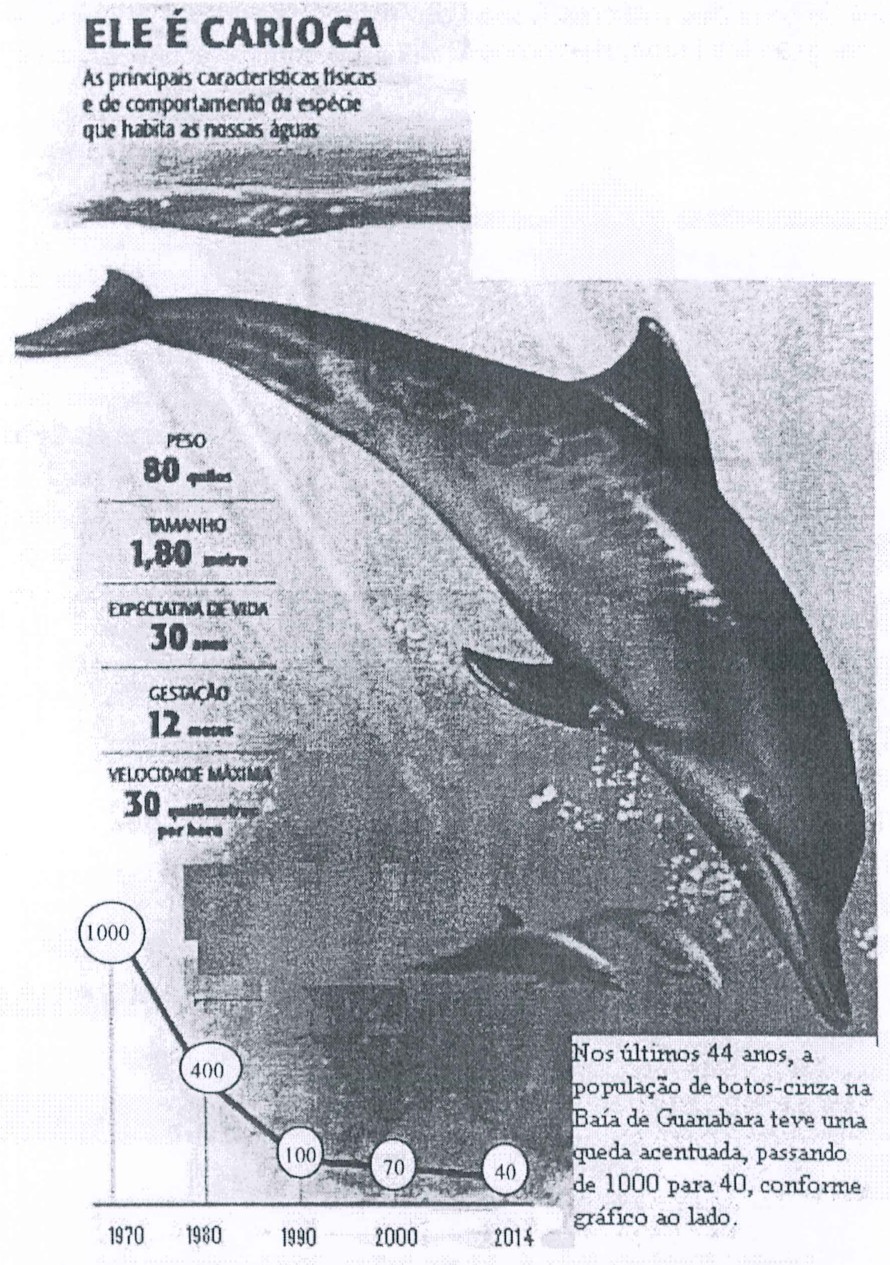 Infográfico "Ele é carioca - As principais características físicas e de comportamento da espécie que habita as nossas águas", com ilustração de boto-cinza e dados: peso 80 quilos; tamanho 1,80 metro; expectativa de vida 30 anos; gestação 12 meses; velocidade máxima 30 quilômetros por hora. Gráfico de linha da população: 1970: 1000; 1980: 400; 1990: 100; 2000: 70; 2014: 40. Texto: "Nos últimos 44 anos, a população de botos-cinza na Baía de Guanabara teve uma queda acentuada, passando de 1000 para 40, conforme gráfico ao lado."