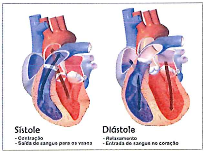 Ilustração do coração em duas fases: Sístole (contração; saída de sangue para os vasos) e Diástole (relaxamento; entrada de sangue no coração).
