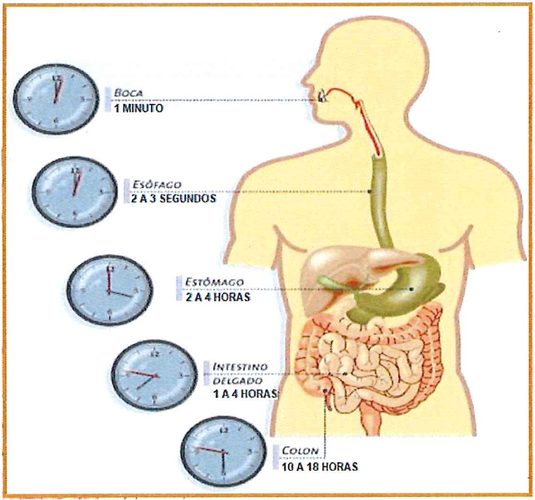 Ilustração do sistema digestivo com relógios e tempos: Boca 1 minuto; Esôfago 2 a 3 segundos; Estômago 2 a 4 horas; Intestino delgado 1 a 4 horas; Cólon 10 a 18 horas.
