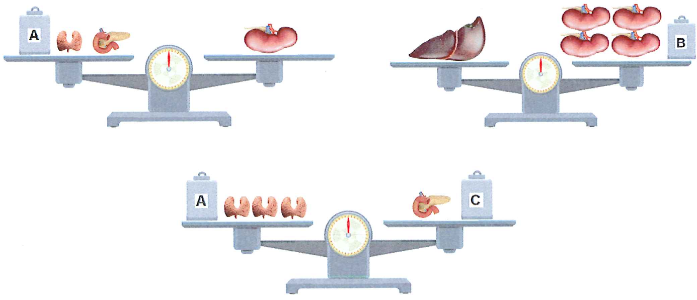 Três balanças de dois pratos em equilíbrio: 1) bloco A, uma tireoide e um pâncreas equilibram um rim; 2) um fígado equilibra quatro rins e o bloco B; 3) bloco A e três tireoides equilibram um pâncreas e o bloco C.