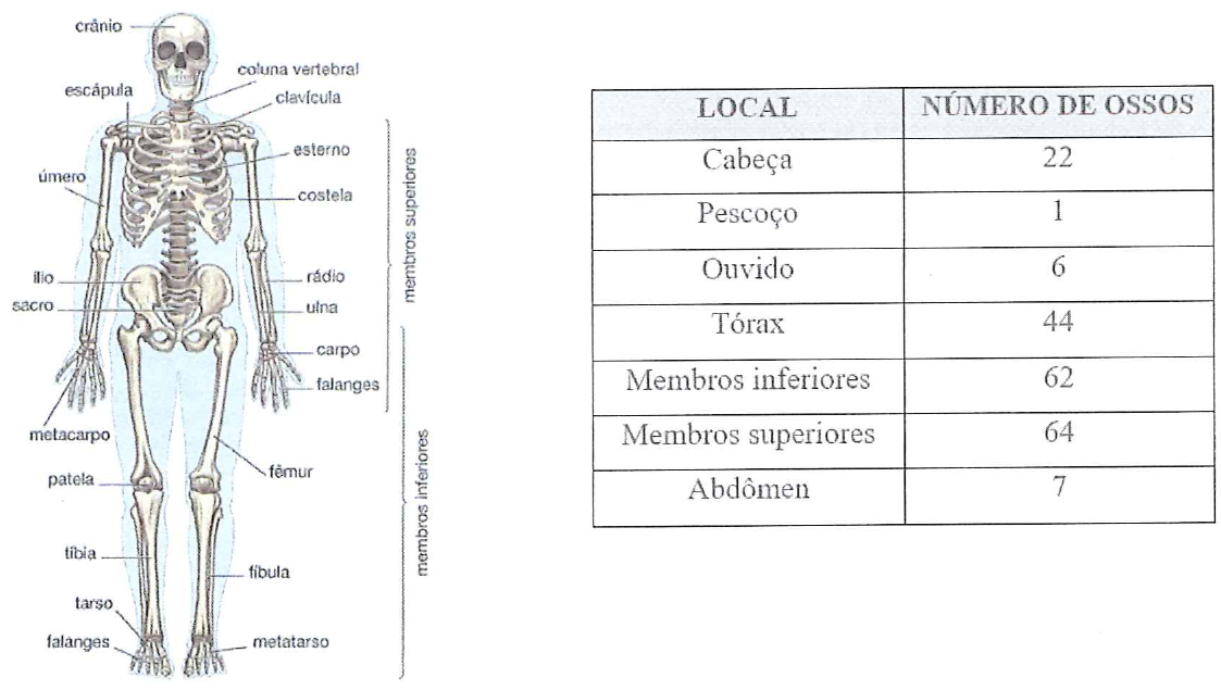 Esqueleto humano com nomes dos ossos e tabela LOCAL / NÚMERO DE OSSOS: Cabeça 22; Pescoço 1; Ouvido 6; Tórax 44; Membros inferiores 62; Membros superiores 64; Abdômen 7.
